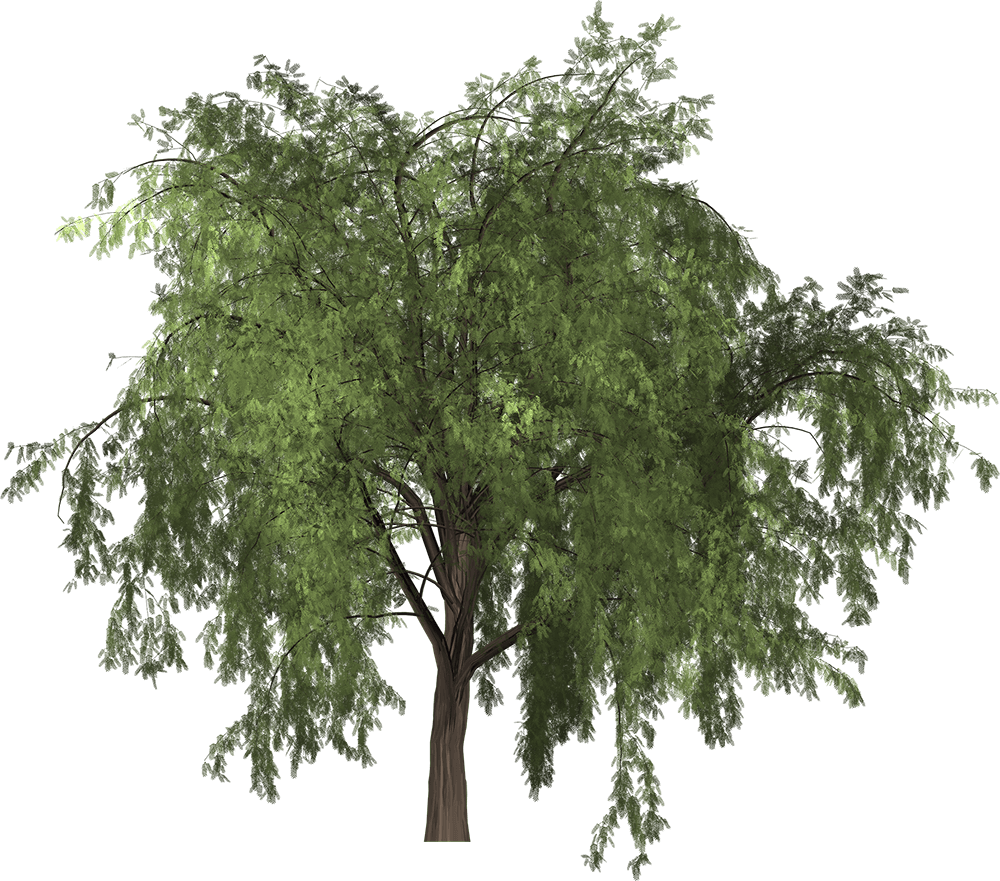Olive Tree PNG