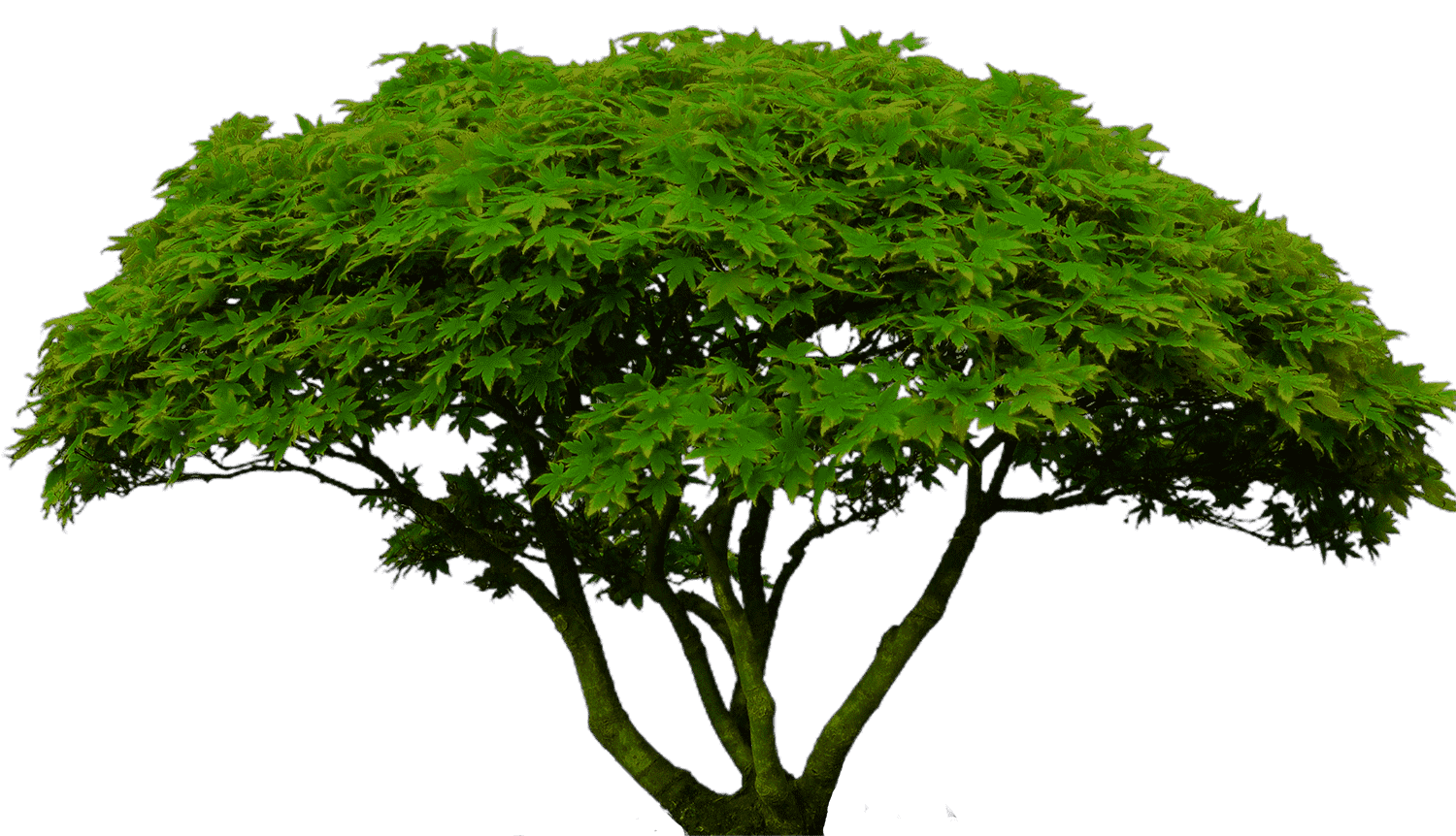Tree PNG HD Image