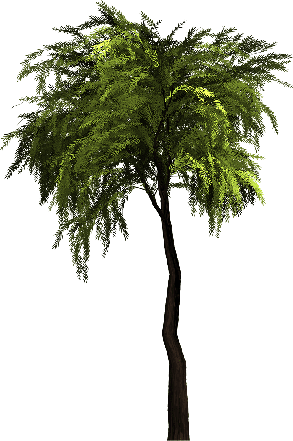 Architecture Tree PNG