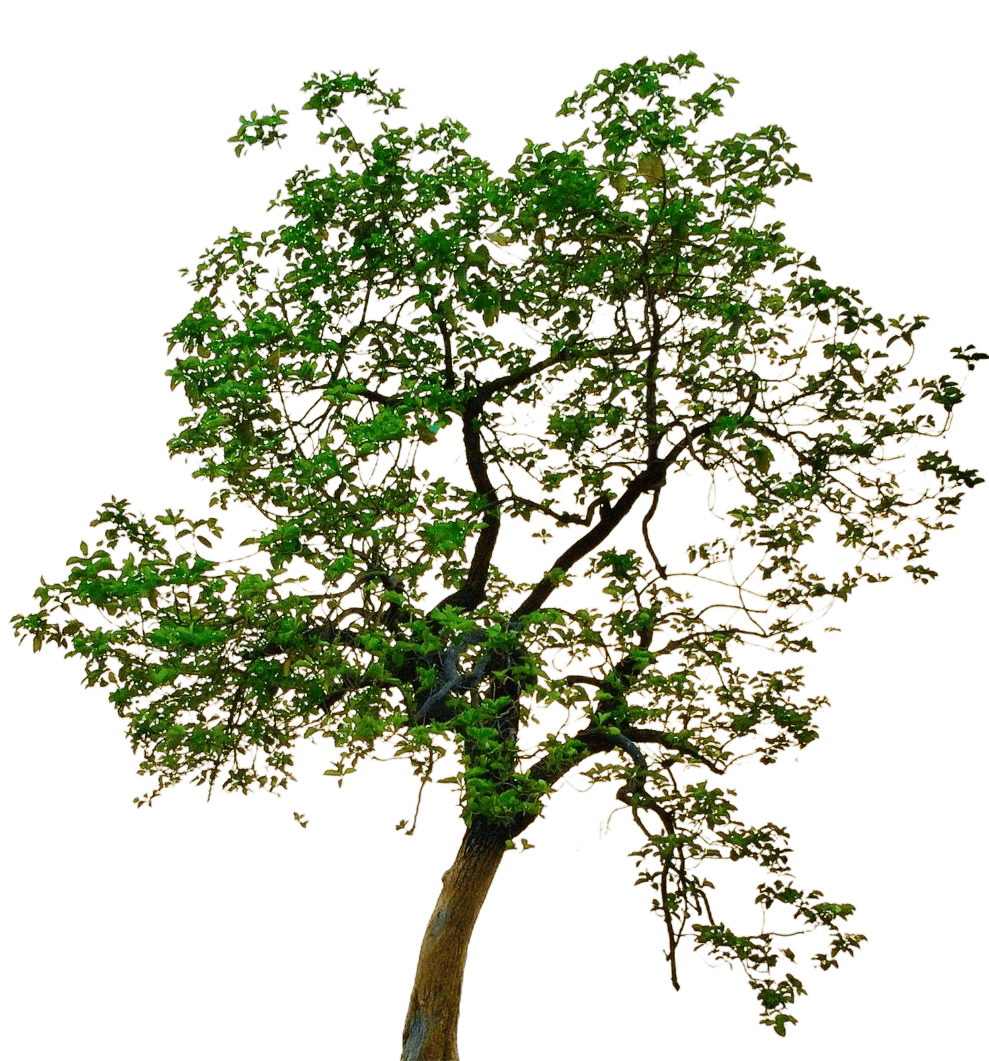 Tree Transparent PNG
