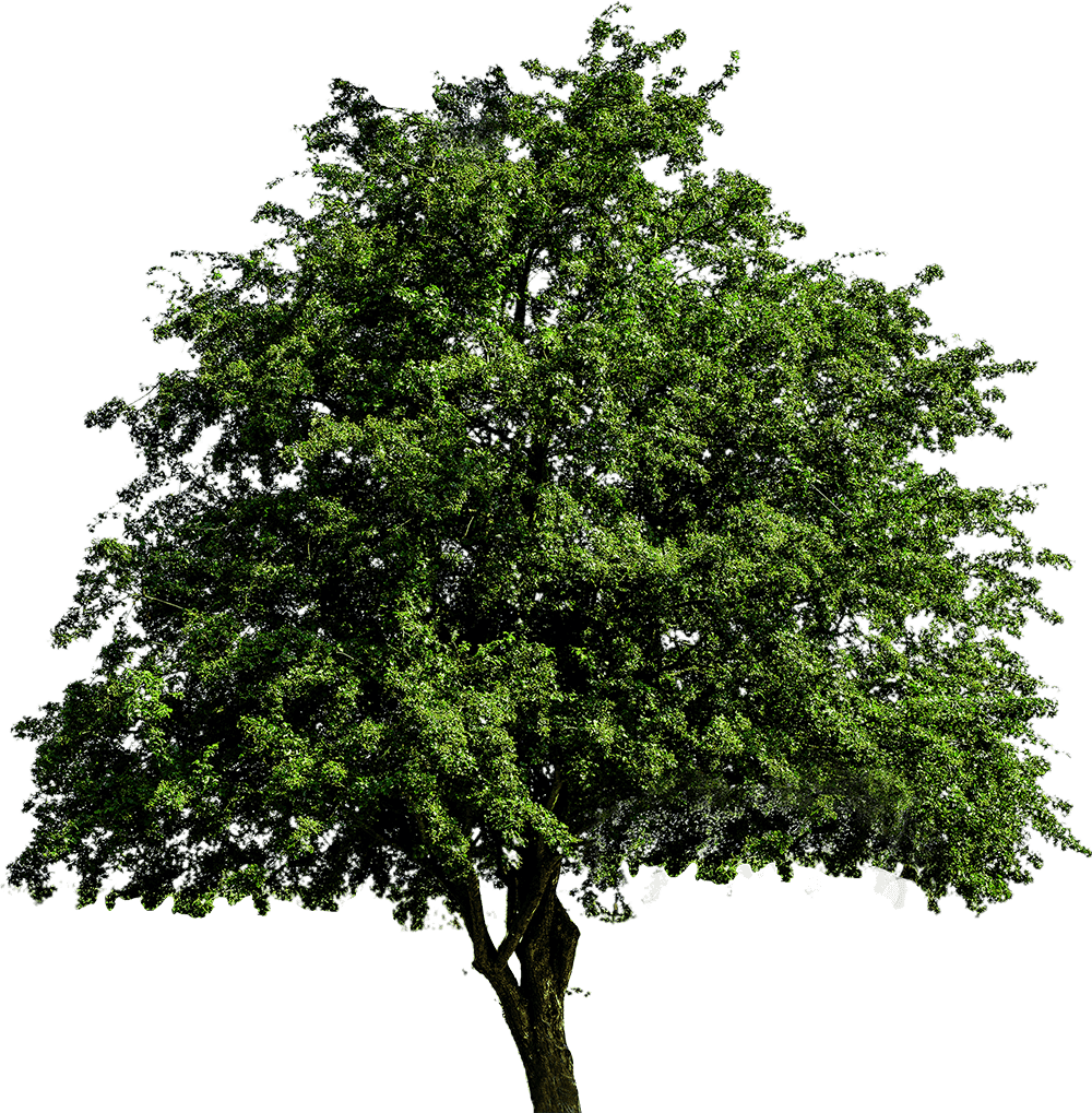 Tree Elevation PNG image