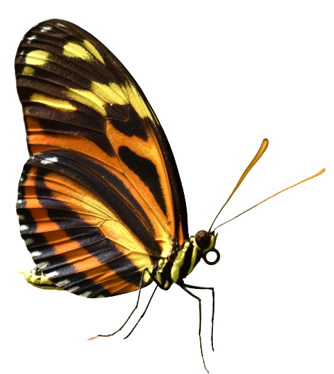 Butterfly PNG Image