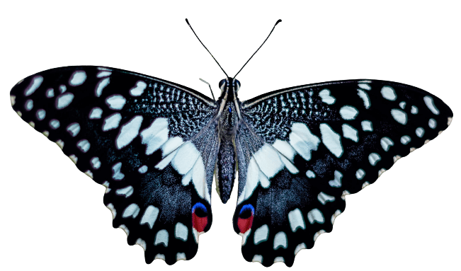 Butterfly PNG Transparent