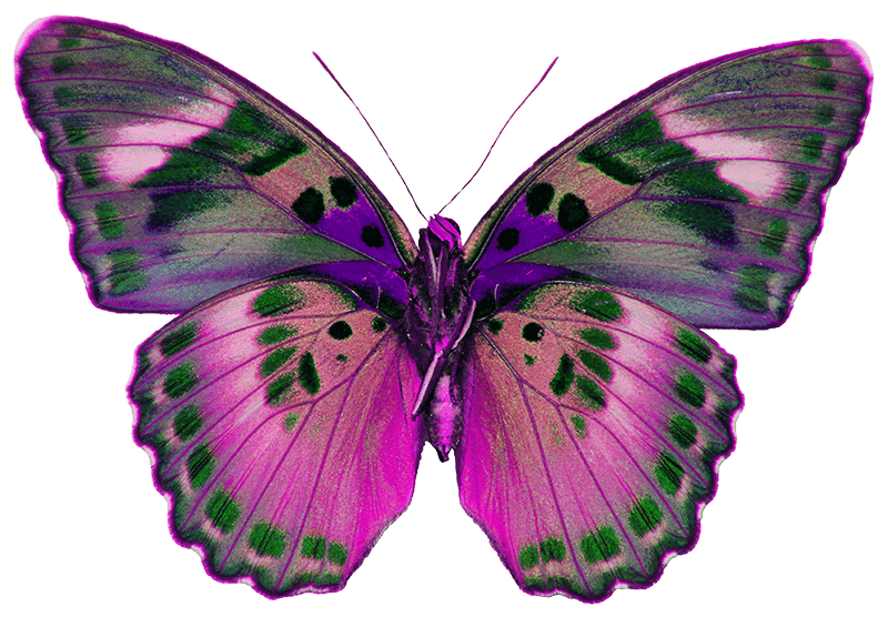 Pink Butterfly PNG