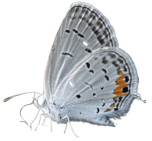 White Butterfly PNG