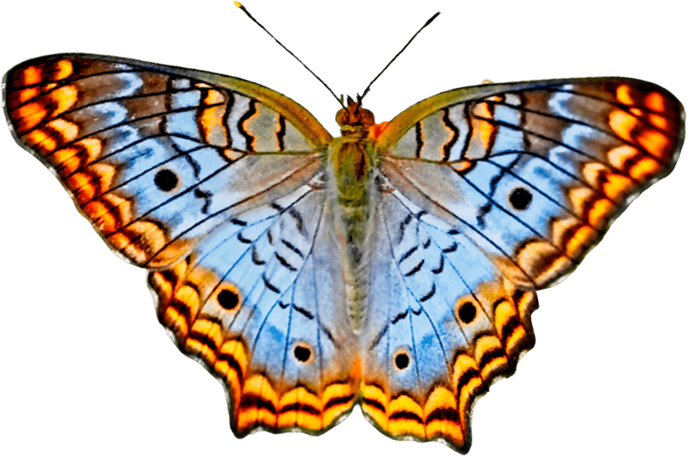 Butterfly PNG HD