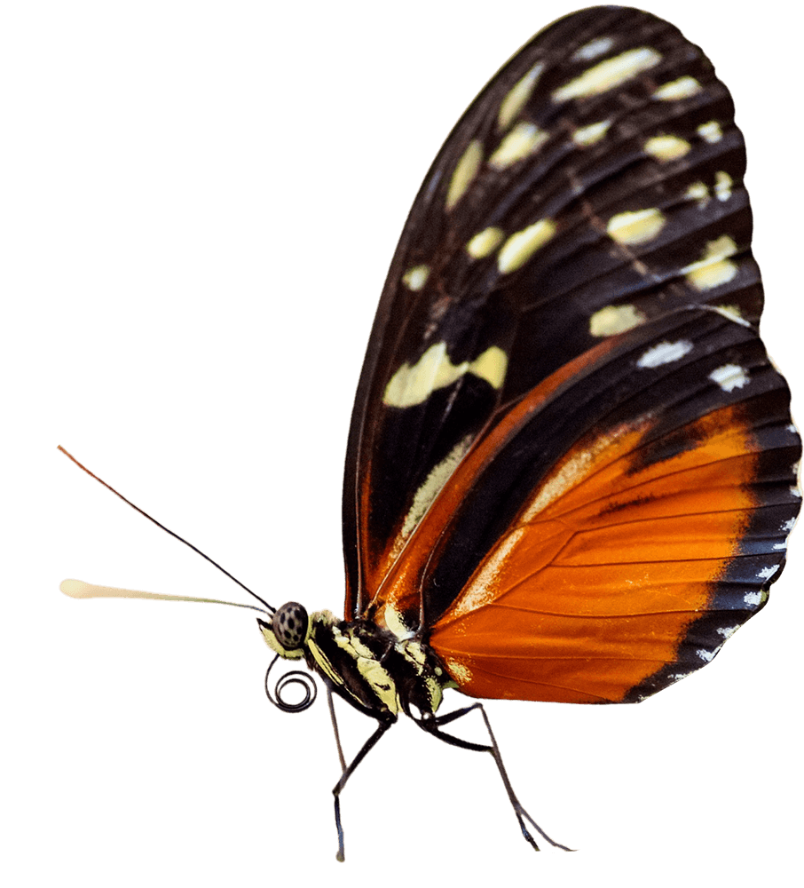 Flying Butterfly PNG HD