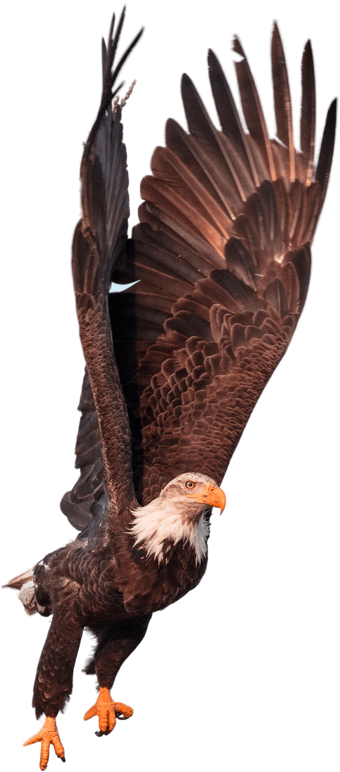 Golden Eagle Png