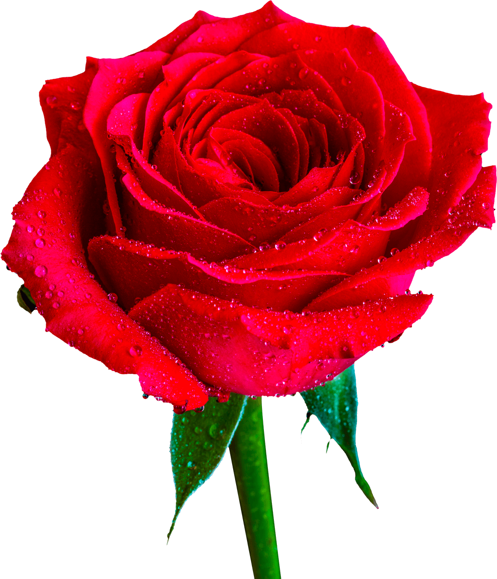 Roses PNG