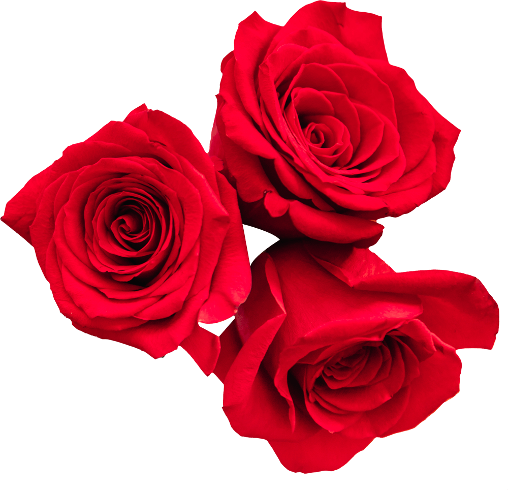 Roses Transparent PNG