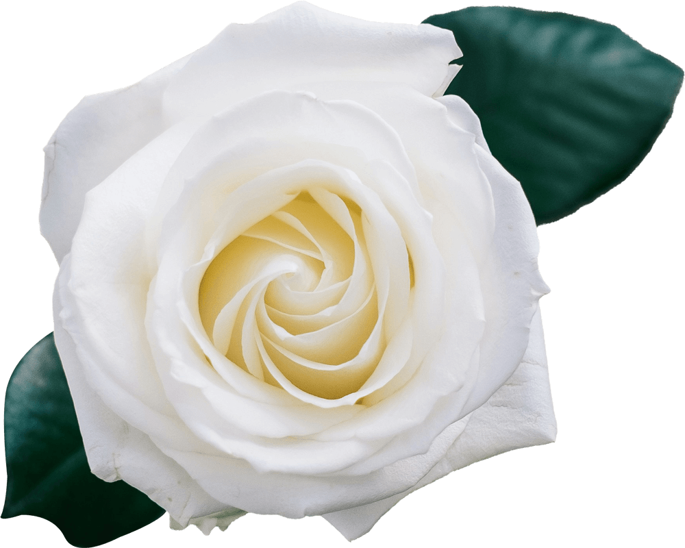 White Roses PNG