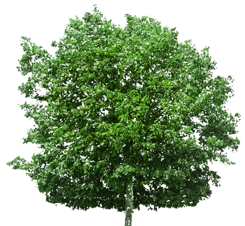 Tree PNG Image