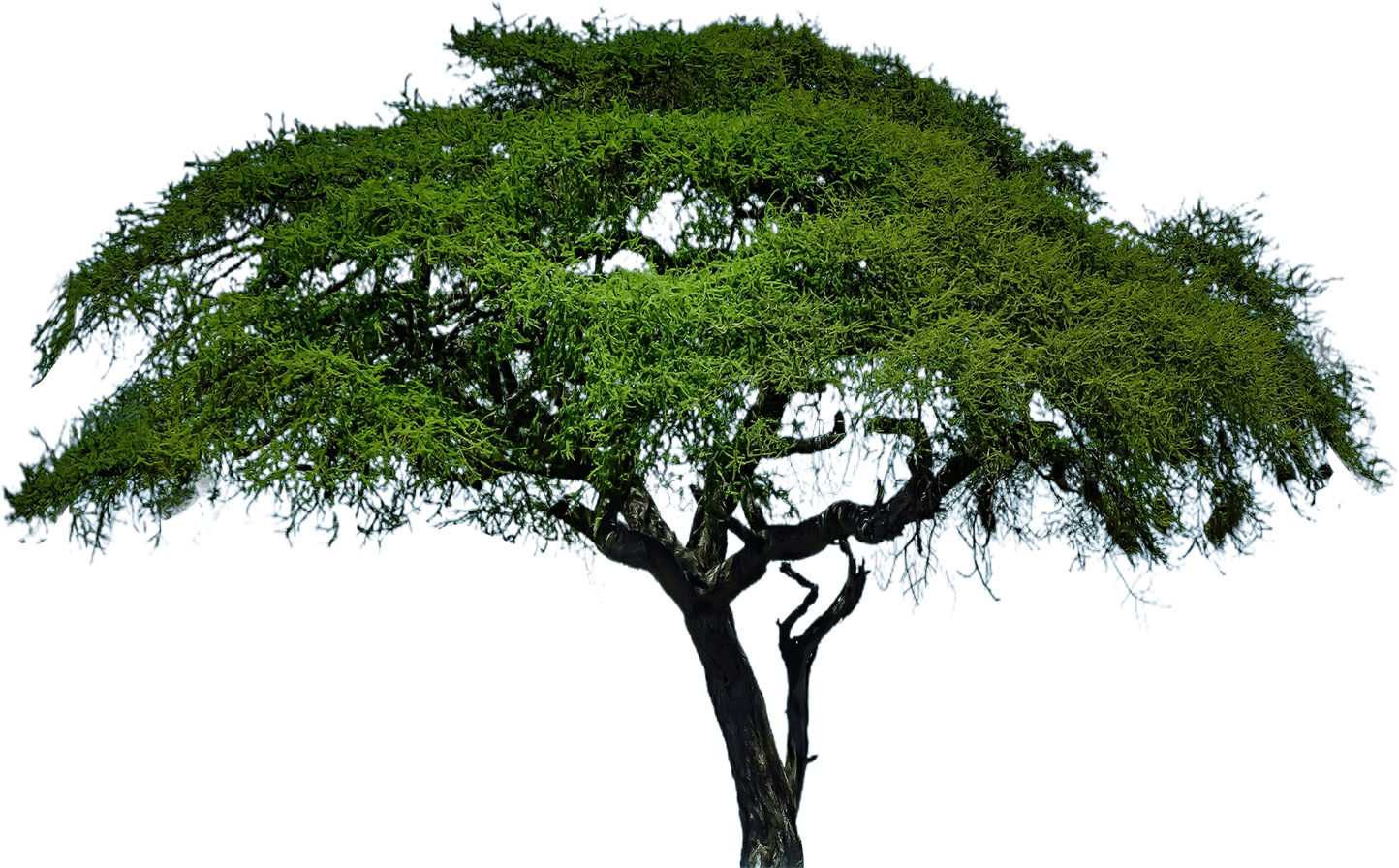 Tree PNG