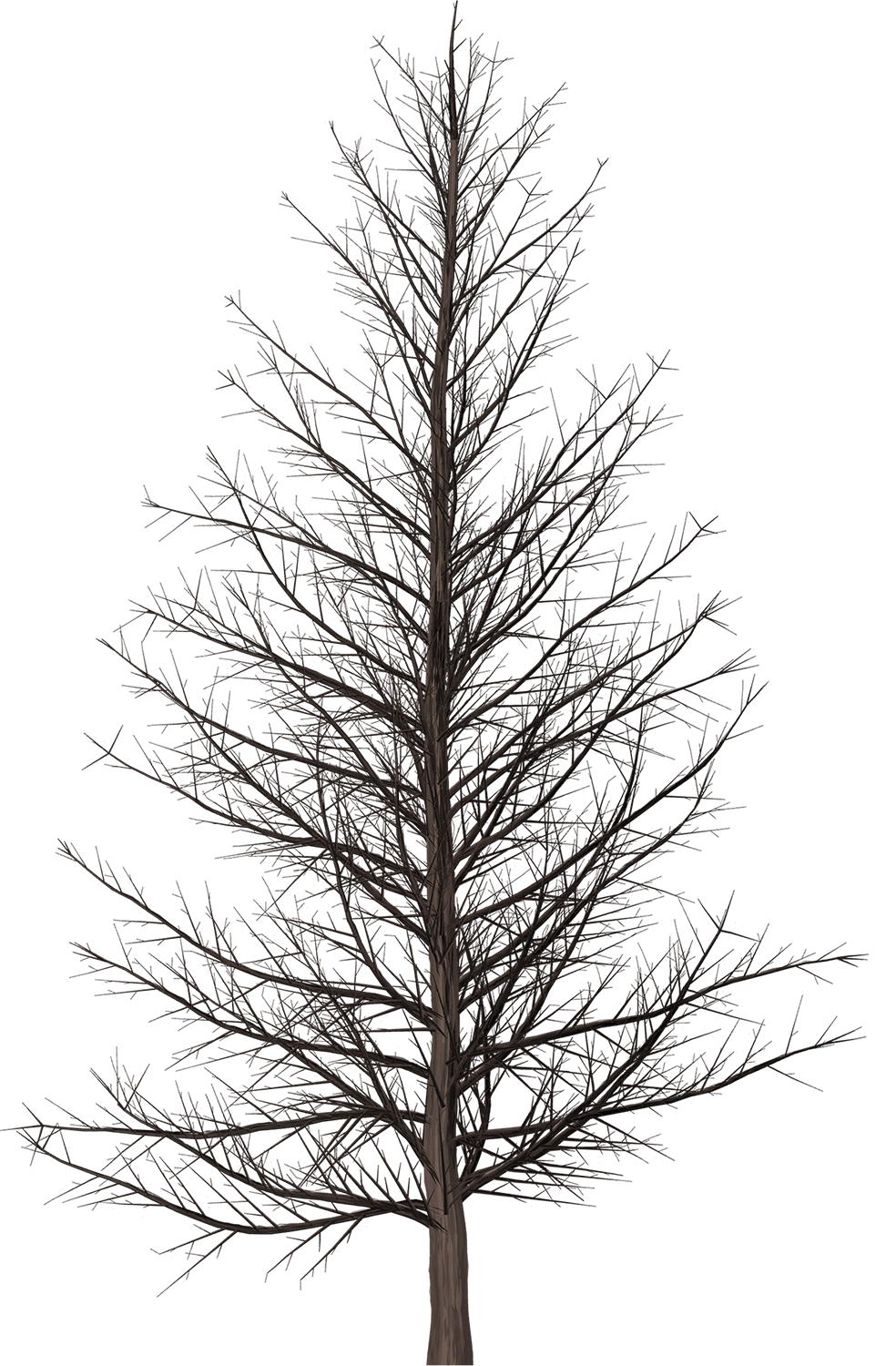 Dead Tree PNG image