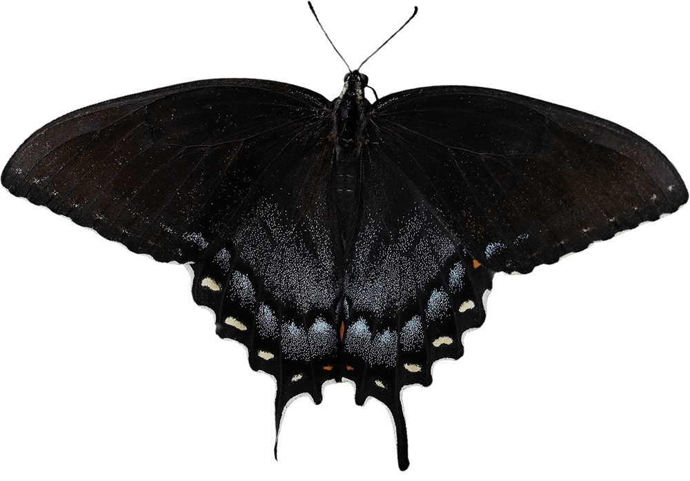 Black Butterfly PNG