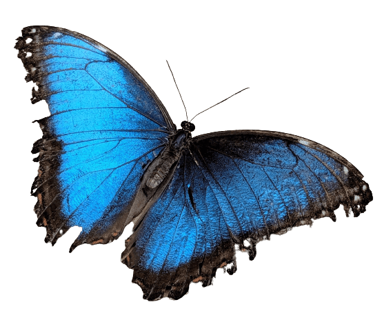 Blue Butterfly PNG