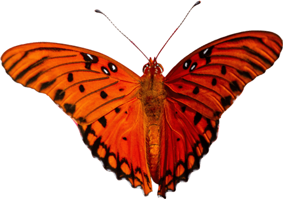 Red Butterfly PNG