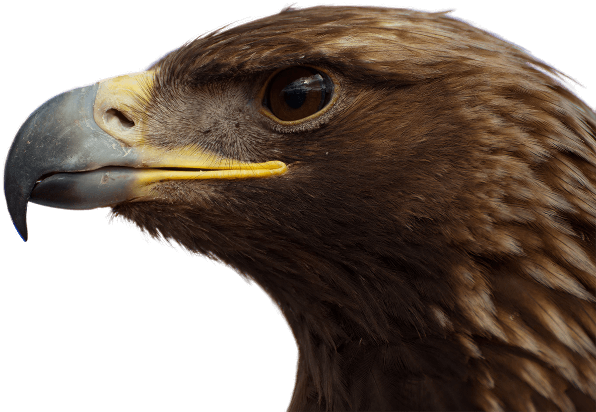 Eagle Head Png