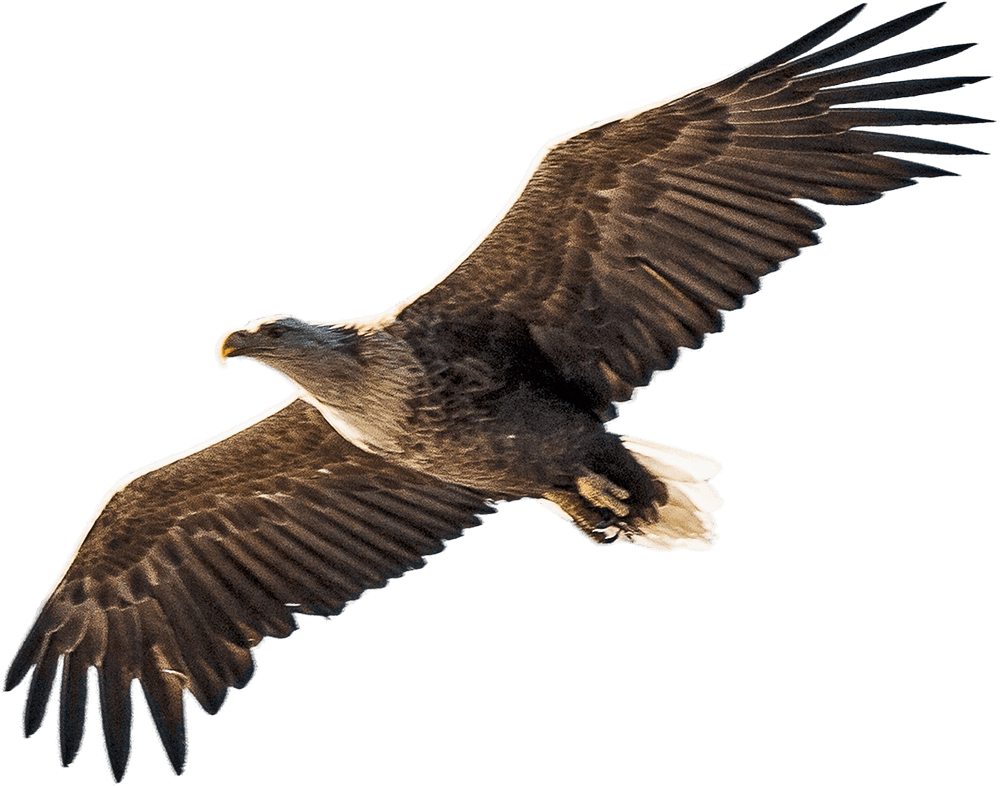 Flying Eagle Png