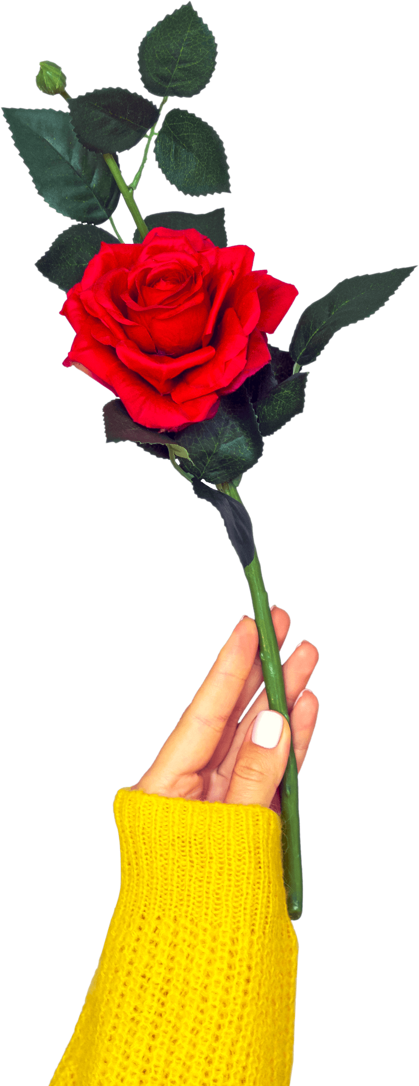 Red Roses With Hand Red Roses With Hand