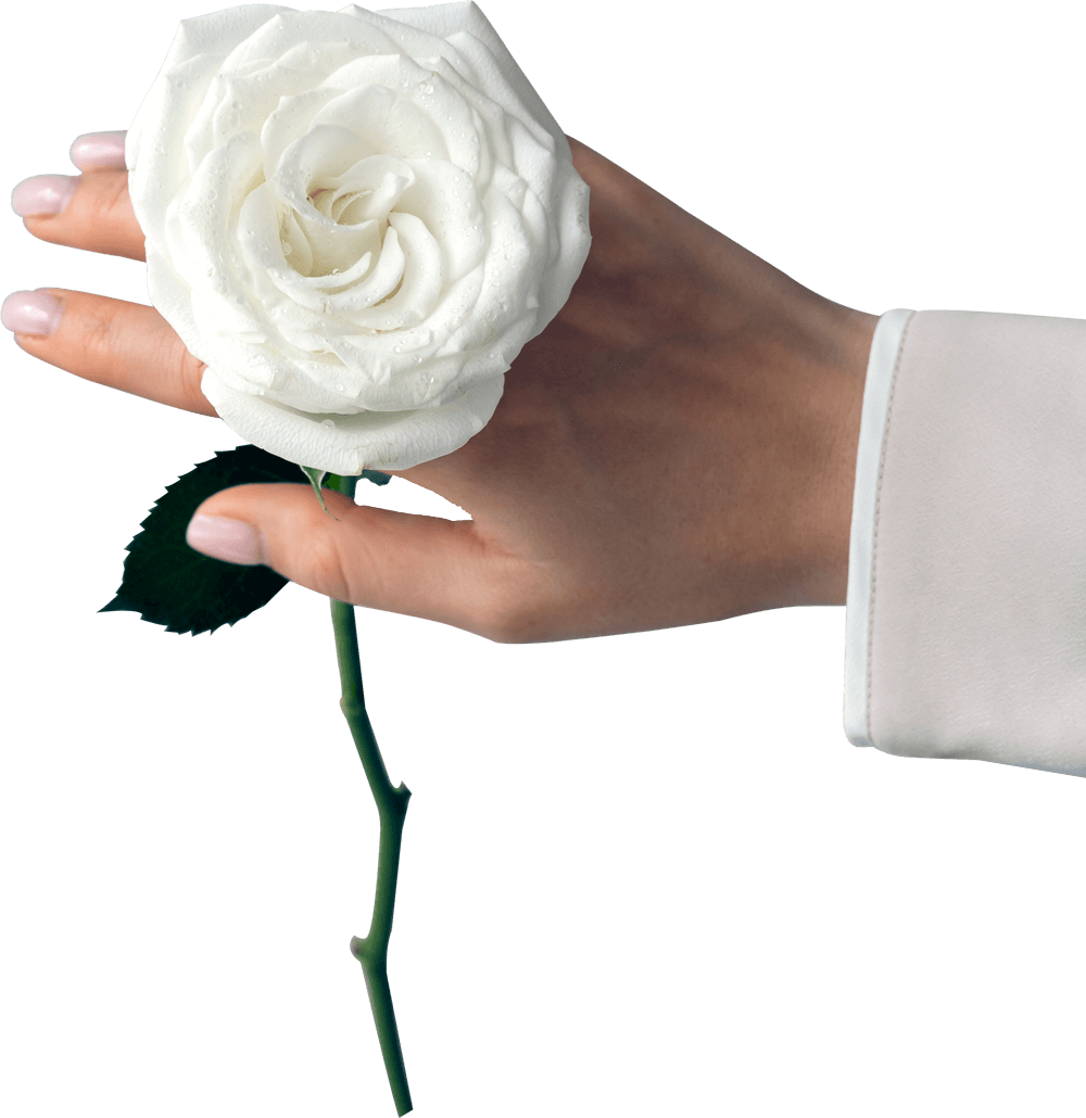 White Roses With Hand White Roses With Hand