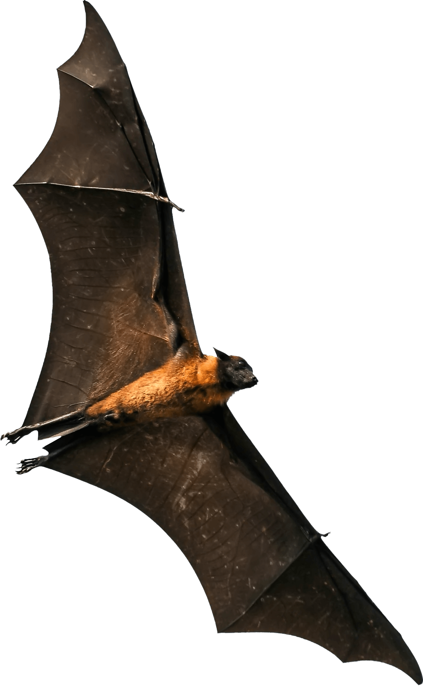 Bat Image PNG