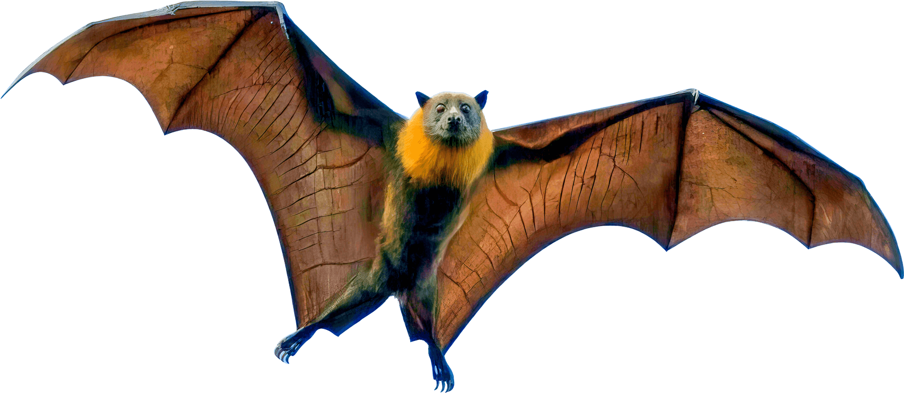 Bat Transparent PNG