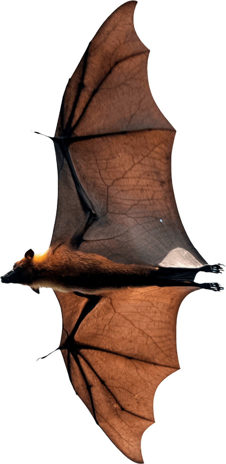 Flying Bat PNG
