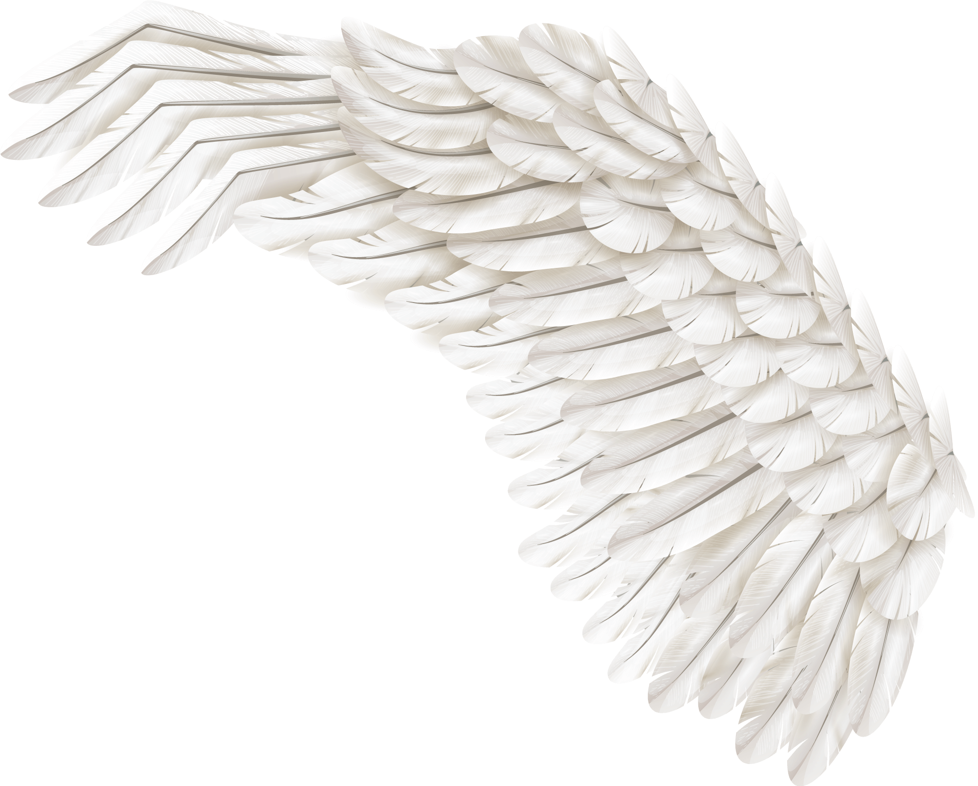 Angel Single Wing PNG