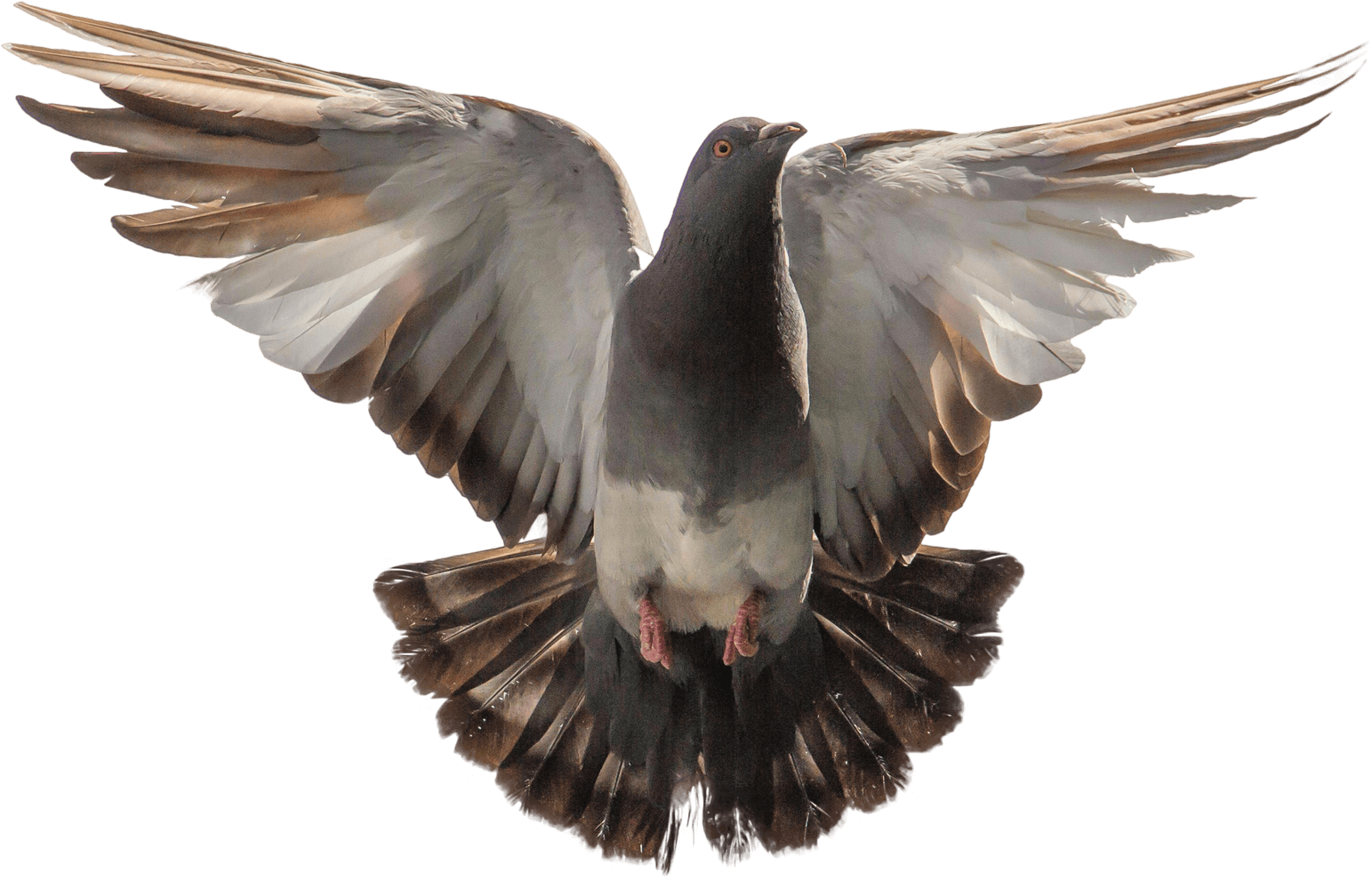 Black Doves PNG
