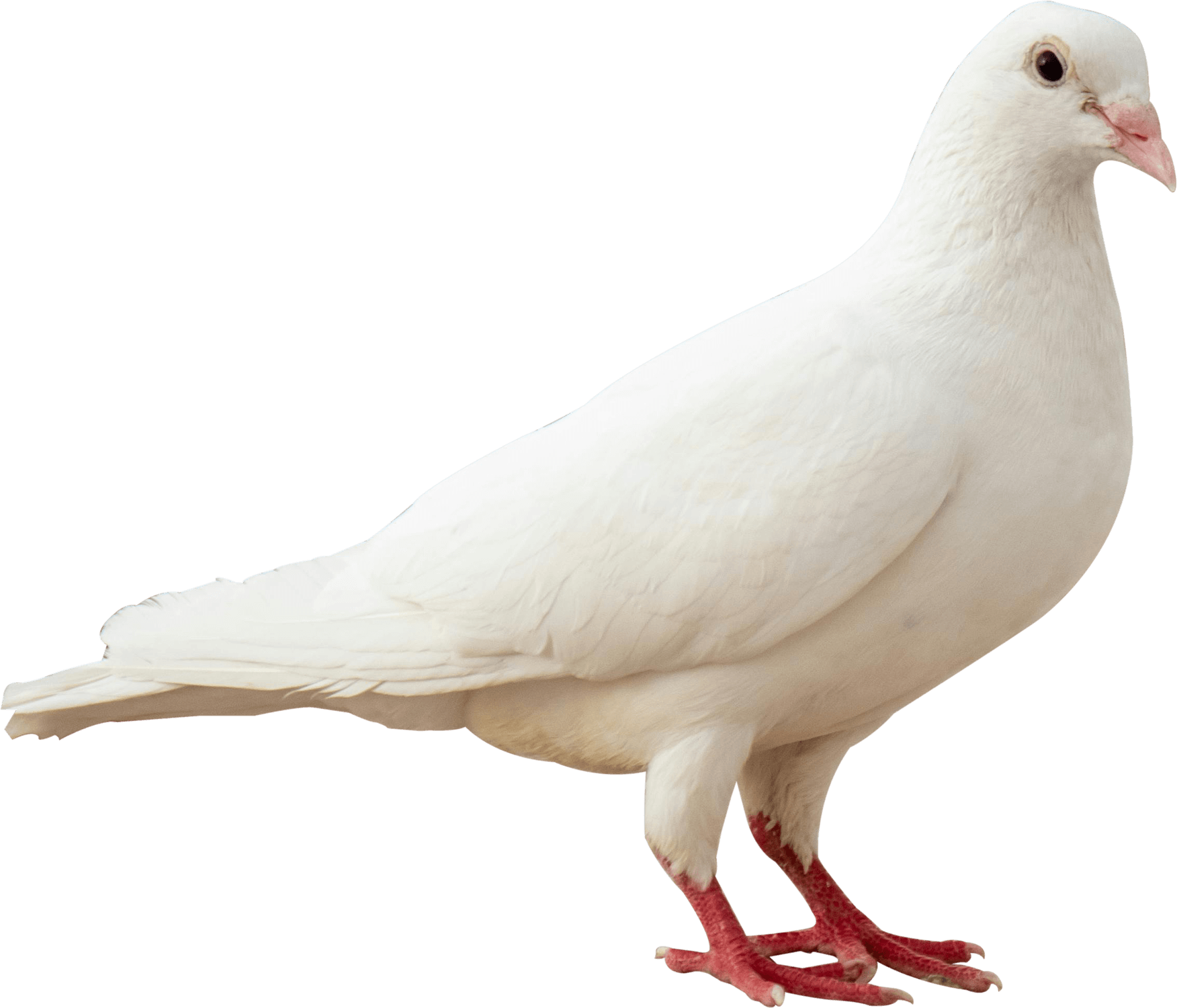 Doves PNG
