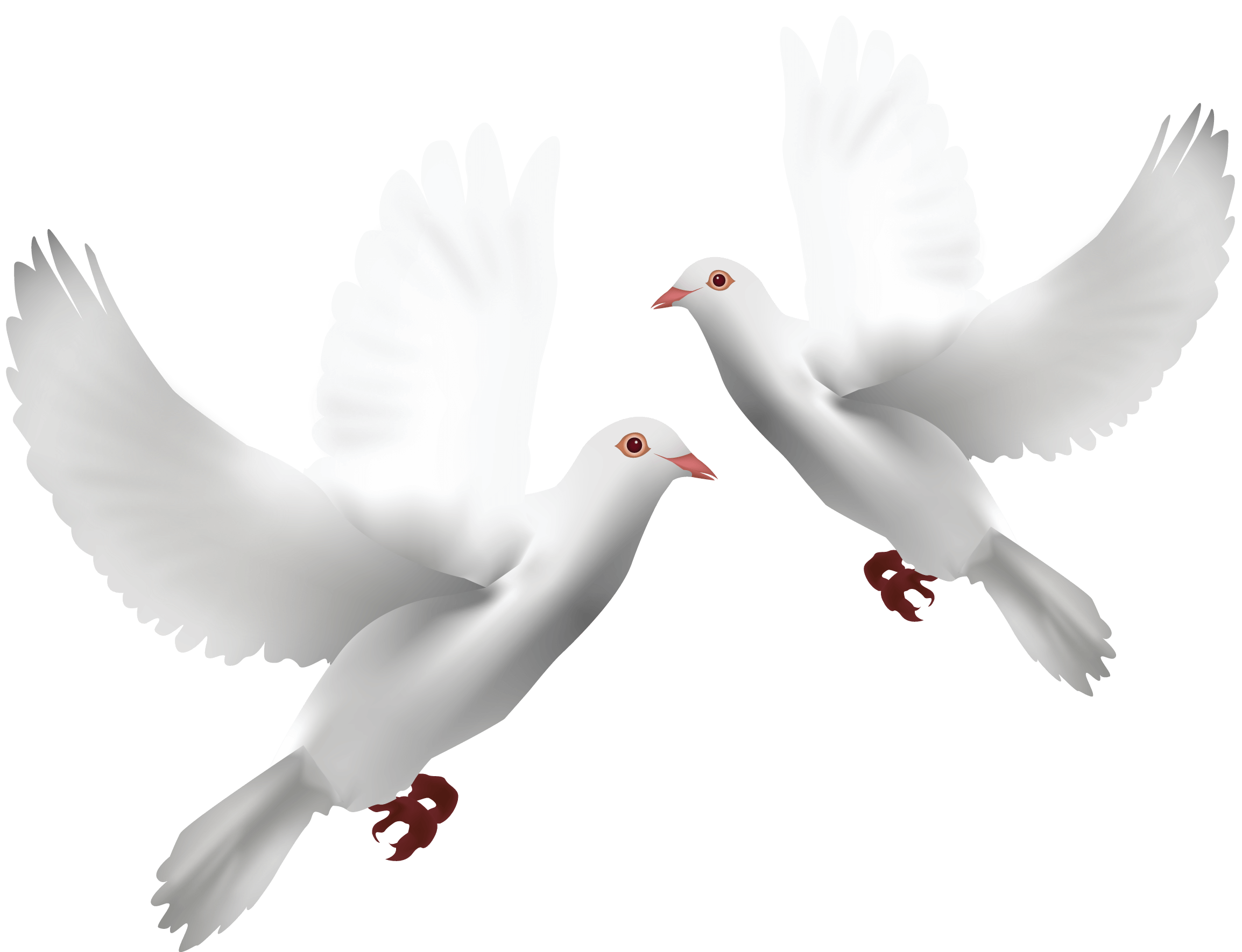 Doves Transparent Background