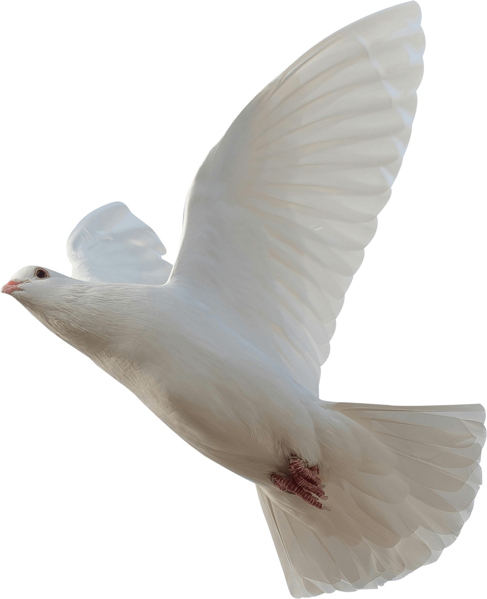 Doves Transparent PNG